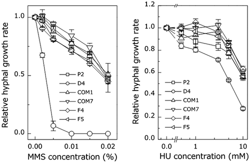Fig. 3. Comparison of the sensitivity of the wild type and PoNBS1 mutants to mutagenic agents. The P. oryzae strains were cultured for eight days on YGA plates containing different concentrations of DNA damage-inducing agents, as indicated. Each point represents the mean ± SE (n ≥ 3).