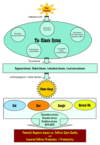 Figure 2. Components of ‘Climate’ interact to create optimal plant growth conditions for Saffron; while their disturbance upsets growth and development, and lowers productivity.