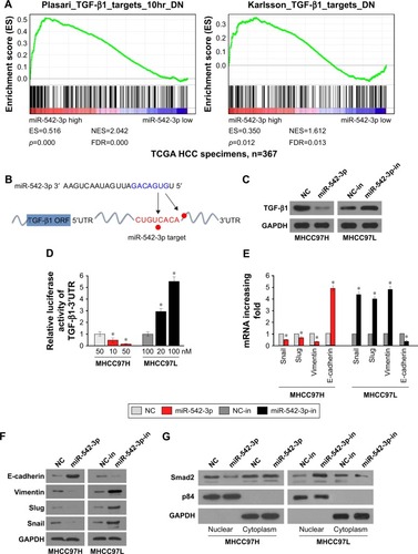 Figure 3 Downregulation of miR-542-3p directly targets the 3′UTR of TGF-β1 to activate the TGF-β/Smad signaling pathway.