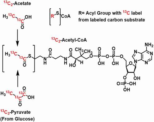 Figure 1. Stable isotope metabolic tracing can determine the substrates that contribute to the central metabolite Acetyl-CoA. Generally, acyl-CoA labeling can occur by any metabolite where the R = acyl group can be variably labeled by carbon derived from substrates. Stable isotope labeling into 13C2-acetyl-CoA can be achieved through 13C2-acetate or 13C3-pyruvate derived from 13C6-glucose.