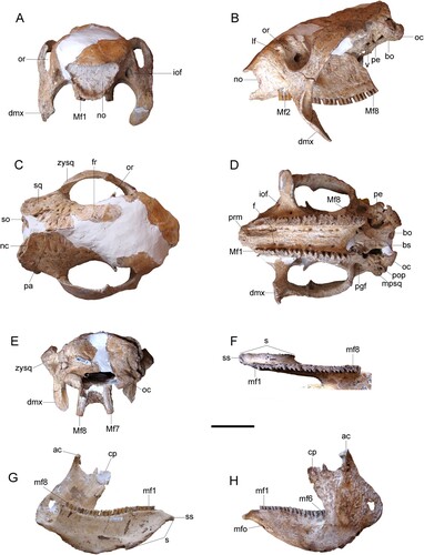 FIGURE 2. Andinoglyptodon mollohuancai gen. et sp. nov. (holotype, MUESP 4). Skull in A, anterior view; B, left lateral view; C, dorsal view; D, occlusal view; E, posterior view. Left mandible in F, occlusal view; G, medial view; H, lateral view. Abbreviations: ac, articular condyle; bo, basioccipital; bs, basisphenoid; cp, coronoid process; dmx, descending process of the maxillae; f, foramina; fr, frontal; iof, infraorbital foramen; lf, lacrimal foramen; Mf1, Mf2, Mf7, Mf8, upper molariform tooth positions; mf1, mf6, mf8, lower molariform tooth positions; mfo, mental foramina; mpsq, mastoid process of the squamosal; nc, nuchal crest; no, narial opening; oc, occipital condyle; or, orbit; pa, parietal; pe, petromastoid; pgf, postglenoid fossa; pop, paraoccipital process; prm, palatal ridge of the maxillae; s, mandibular symphysis; so, supraoccipital; sq, squamosal; ss, symphyseal spout; v, foramen ovale; zysq, zygomatic process of the squamosal. Scale bar equals 5 cm.