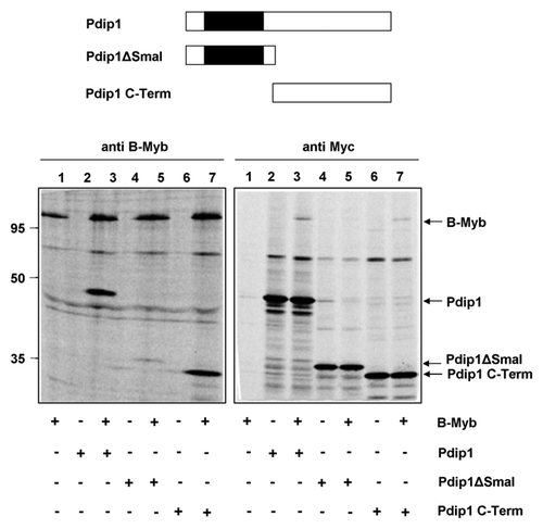 Figure 6. Mapping the binding region for B-Myb within Pdip1. Top: Schematic illustration of Pdip1 deletion constructs. The BTB-domain is highlighted. Bottom: QT6 cells were transfected with expression vectors for B-Myb and the indicated Myc-tagged Pdip1 constructs. Cells were then analyzed by immunoprecipitation as in Figure 5. Protein bands corresponding to B-Myb and Pdip1 constructs are marked.