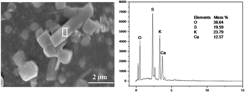 Figure 7. SEM-EDS of CaSO4-K2SO4 hybrid crystals.