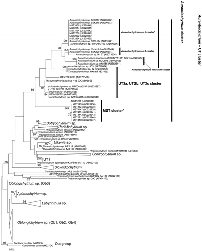 Fig. 1. Maximum likelihood phylogeny of the thraustochytrid based on 18S rRNA sequences.