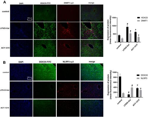Figure 3 The effect of ACY-1215 on Acetyl-DNMT1, DDX3X/NLRP3 pathway and cytokines in ALF mice. (A) The level of HDAC6 and DNMT1 was detected by immunofluorescence. (B) The level of NLRP3 and DDX3X was detected by immunofluorescence. Data are shown as mean ± SD. #P < 0.05, compared with control group. *P < 0.05, compared with LPS/D-Gal group.