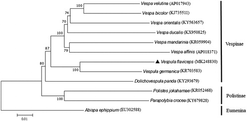 Figure 1. Phylogenetic tree showing the relationship between V. flaviceps and 11 other wasps based on neighbour-joining method. Abispa ephippium was used as an outgroup. GenBank accession numbers of each species were listed in the tree.