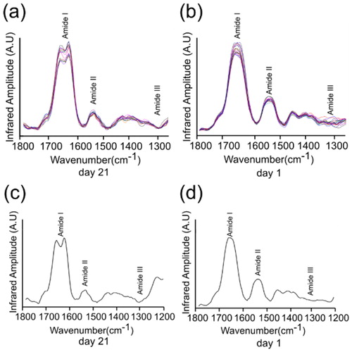 Figure 3. nanoIR absorption spectra acquired at two different days. The amide I, II and III regions of the spectra were highlighted, which were used to derive the secondary structure content of the lysozyme at day 21 and day 1. (a) and (b) represent the various number of the spectra taken of the lysozyme sample. (c) and (d) represent averaged spectra of (a) and (b).