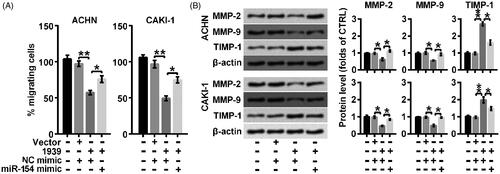 Figure 4. LINC01939 overexpression suppressed migration via up-regulating miR-154. ACHN and CAKI-1 cells were transfected with NC (negative control) mimic or miR-154 mimic as indicated. (A) The migration behaviour was evaluated by wound healing assay. (B) Western blotting assay of migration related proteins matrix metallopeptidase (MMP)-2, MMP-9, and TIMP metallopeptidase inhibitor 1 (TIMP-1) was performed. Quantifications were expressed as means of three independent experiments ± SD. *p < .05, **p < .01.