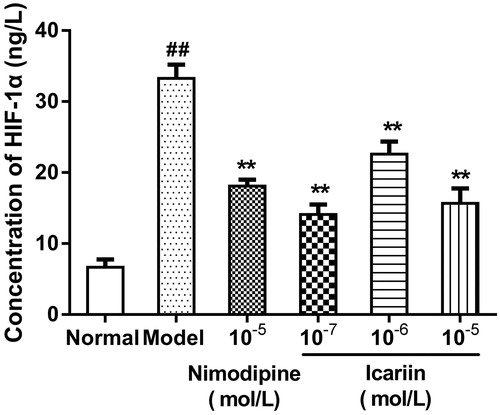 Figure 2. Effect of icariin on HIF-1α levels in OGD-treated PC12 cells. Model control cells were treated with 2 h OGD. The treated cells were incubated with icariin (10−7, 10−6 or 10−5 mol/L) or nimodipine (10 μmol/L) 1 h before OGD and 2 h throughout OGD. Normal control cells were incubated in a regular cell culture incubator under normoxic conditions. After these treatments, HIF-1α levels in cell supernatant fluid were analyzed using ELISA assay. Mean ± SD for six samples. ##p < 0.01 vs normal control group. **p < 0.01 vs model control group.