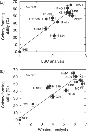 Figure 4. Relationship between the colony-forming ability in soft agar and relative amount of Hsp72 determined by Western blotting and LSC. (a) The nuclear expression of Hsp72 was measured by LSC. The colony-forming ability was determined in 0.3% soft agar as described in the Materials and methods. A close correlation was observed between them (R = 0.880). (b) The total amount of Hsp72 was measured by Western blotting. The colony-forming ability was determined as described above. A close correlation was observed between them (R = 0.881).