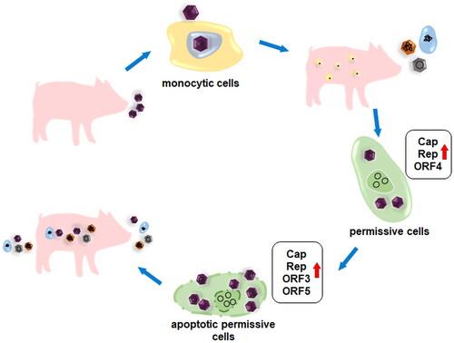 Figure 1. Putative course of circovirus infection through the example of porcine circovirus 2 (PCV2). PCV2 infects primarily monocytic cells that aid dissemination of the virus throughout the body, allowing infection of multiple cell types. The impaired immune functions, provoked by the virus, together with IFNs elicited by co-infective agents, promote initiation of PCV2 replication in permissive cells in the early phase of infection. Cap (capsid), Rep (replication-associated protein) and open reading frame (ORF) 4 proteins contribute to activation of virus replication, as well as maintenance of anti-apoptotic state. In the late stage of infection excessive PCV2 replication is associated with apoptotic processes that is supported by upregulation of Cap, Rep, ORF3 and ORF5 proteins of the virus. Enhancement of immunosuppression favors replication of other pathogens that may lead to development of severe diseases.