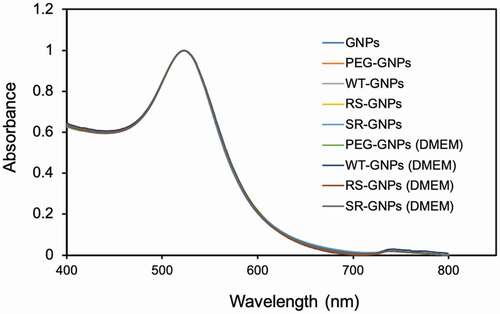 Figure 6. UV-Vis spectra: The initial GNPs (GNPs) in water, the functionalized GNPs without EGF (PEG-GNPs) and with various EGF-GNPs in the buffer (0.1X PBS). The data for PEG-GNPs and various EGF-GNPs after dispersion in the serum-containing cell culture medium for 1 day are shown, which are labeled as PEG-GNPs (DMEM), WT-GNPs (DMEM), RS-GNPs (DMEM) and SR-GNPs (DMEM)