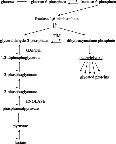 Figure 1.  Formation of methylglyoxal as a by-product of the glycolytic pathway. Disturbances in the triose phosphate metabolizing enzymes TIM and GAPDH cause accumulation of dihydroxyacetone phosphate, which undergoes non-enzymatic conversion to reactive α-oxoaldehyde–methylglyoxal.