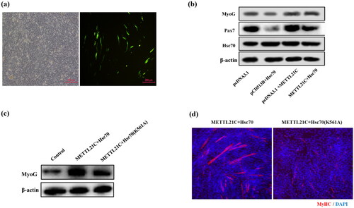 Figure 4. Effects of chicken METTL21C and Hsc70 on myoblast differentiation. (a) Transfection efficiency of myoblasts with pCD513B-FLAG-METTL21C and Hsc70 or Hsc70 (K561A). Both are GFP representing METTL21C. Each sample was measured in triplicate and the data were representative for one of the three independently repeated experiments. K, lysine; A, alanine. (b) The protein expression of MyoG, Pax7 and Hsc70 among different groups. Each sample was measured in triplicate and the data were representative for one of the three independently repeated experiments. (c) MyoG protein expression between Hsc70 and Hsc70 (K561A) group. Each sample was measured in triplicate and the data were representative for one of the three independently repeated experiments. K, lysine; A, alanine. (d) MyHC expression in myoblast differentiation phase between Hsc70 and Hsc70 (K561A) group. Each sample was measured in triplicate and the data were representative for one of the three independently repeated experiments. K, lysine; A, alanine.