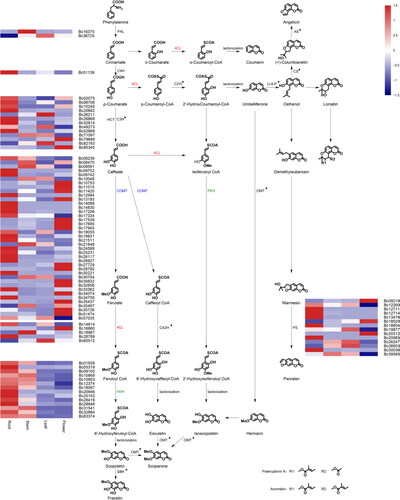 Figure 3. Putative biosynthetic pathways of coumarins in Bupleurum. PAL, phenylalanine ammonia lyase; C4H, cinnamate 4-hydroxylase; C3H, ρ-coumarate 3-hydroxylase; HCT, shikimate O-hydroxycinnamoyltransferase; COMT, caffeic acid ο-methyltransferase; 4CL, 4-coumarate: coenzyme A ligase; F6’H, feruloyl-CoA 6’-hydroxylase; PS,psoralen synthase.; C2’H, ρ-coumaroyl CoA 2’-hydroxylase; U-8-P, umbelliferone 8-prenyltransferase; CS, columbianetin synthase; AS, angelicin synthase; CA2H, caffeic acid 2-hydroxylase; OMT, ο-methyl-transferase; S8H, scopoletin 8-hydroxylase; *, no corresponding gene was found.