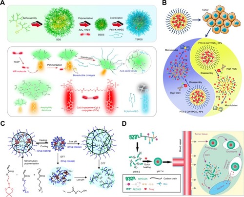 Figure 8 Multiple stimuli response nanomicelles strategies. (A) A dual-responsive supramolecular PEGylated dendrimer was investigated for delivering platinum-based drug and NIR indictors. Reproduced from Li Y, Li Y, Zhang X, et al. Supramolecular PEGylated Dendritic Systems as pH/Redox Dual-Responsive Theranostic Nanoplatforms for Platinum Drug Delivery and NIR Imaging. Theranostics. 2016;6(9):1293–1305.Citation133 Copyright (2016) Ivyspring International Publisher. (B) Novel redox-responsive prodrug nanoplatforms were investigated by conjugating PTX and oleic acid by thioether linking, illustrating its dual GSH/ROS activity in the tumors microenvironment. Reprinted with permission from Luo C, Sun J, Liu D, et al. Self-Assembled Redox Dual-Responsive Prodrug-Nanosystem Formed by Single Thioether-Bridged Paclitaxel-Fatty Acid Conjugate for Cancer Chemotherapy. Nano Lett. 2016;16(9):5401–5408.Citation139 Copyright (2016) American Chemical Society. (C) Amphiphilic copolymers PEG-P-SS-HP showed temperature and reduction sensitivity. Reprinted with permission from Jiang X, Li L, Liu J, Hennink WE, Zhuo R. Facile fabrication of thermo-responsive and reduction-sensitive polymeric micelles for anticancer drug delivery. Macromol Biosci. 2012;12(5):703–711.Citation142 Copyright (2012) John Wiley & Sons. (D) Novel temperature, pH values, and reduction-sensitive polymer micelles were designed for drugs delivery. Republished with permission of Royal Society of Chemistry, from J Mater Chem B, Triple-stimuli (pH/thermo/reduction) sensitive copolymers for intracellular drug delivery, Huang X, Jiang X, Yang Q, et al, 1(13), 2013; permission conveyed through Copyright Clearance Center, Inc.Citation143Abbreviations: GSH, glutathione; NIR, near-infrared; PTX, paclitaxel; ROS, reactive oxygen species.