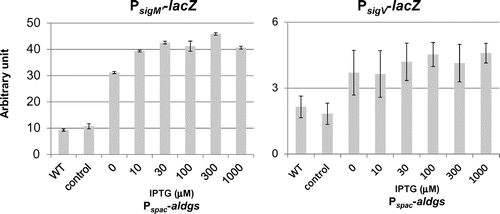 Fig. 4. Effect of heterologous glucolipids production on activitiy of SigM and SigV in the B. subtilis wild type.