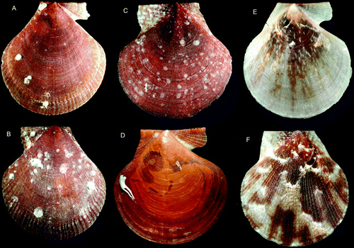 Figure 16.  Palliolum spp., adult specimens. (A,B) P. tigerinum, Ø 12.3 mm, BIOICE#2710, off western Iceland, depth 220 m (SMNH 55507). (C,D) P. incomparabile, Ø 14.6 and 13.4 mm, Sweden, Bohuslän, Koster area (SMNH 55497). (E,F) P. striatum, Ø 18.2 mm, Sweden, Bohuslän, Koster area (SMNH 55494).