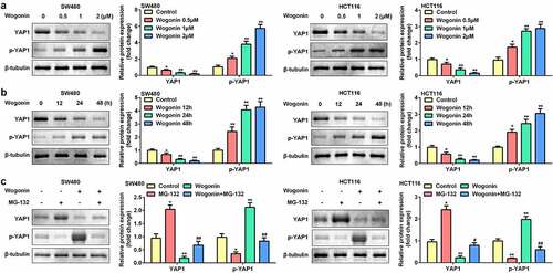 Figure 3. Effect of wogonin on the protein expression of YAP1 and p-YAP1 in CC cells.