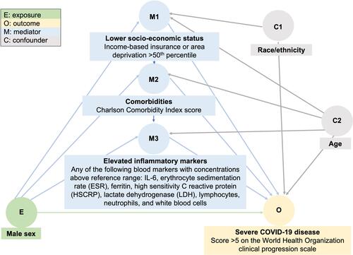 Figure 1 Basic causal diagram of the relationship between male sex and COVID-19 severity.