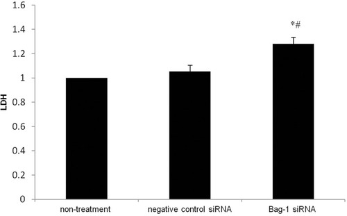 Figure 7 Effects of Bag-1 siRNA and cisplatin on the regulation of LDH activity in A549 cell culture medium. A549 cells were grown and infected by Bag-1 or negative control siRNA for 48 hrs and then treated with 5 μg/mL cisplatin for 24 hrs and subjected to the LDH assay. *p=0.000 vs.the non-treatment group and #p=0.001 vs the negative control siRNA group.