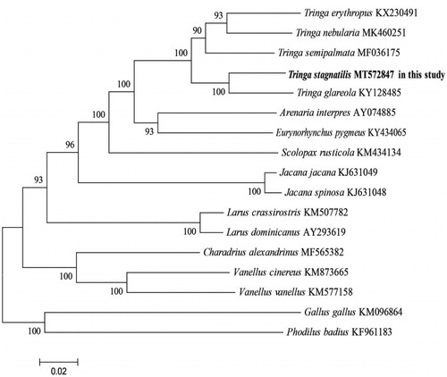 Figure 1. Phylogeny of T. stagnatilis and closely related 14 mitochondrial sequences constructed using the maximum likelihood (ML) method by analyzing mitochondrial complete genome. Numbers above each branches are the ML bootstrap support.
