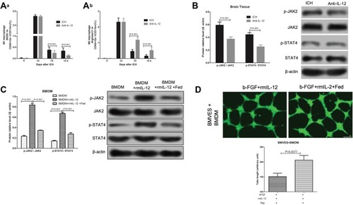 Figure 6 Effect of IL-12 blockade on M2 macrophage activation and JAK2/STAT4 pathway in hematoma border zone of ICH rats. (A) Flow cytometry analysis of iNOS+ (a) and Arginase1+ (b) cells in CD45+Gr-1-CD11b+ macrophages in hematoma border zone of ICH rats and ICH rats treated with anti-IL-12 at 7 days after ICH, 7 rats per group; (B) JAK2, p-JAK2, STAT4 and p-STAT4 protein expression in hematoma border zone of ICH rats and ICH rats treated with anti-IL-12 at 7 days after ICH, 7 rats per group; (C) JAK2, p-JAK2, STAT4 and p-STAT4 protein expression in BMDM after rmIL-12 and Rap treatment, 3 independent experiments; (D) Calcein staining was used to detect the tubule formation of BMVES in tubule formation experiment, 3 independent experiments.