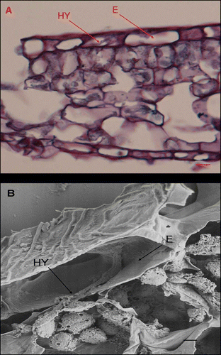 Figure 5. A, B, Light micrographs and scanning electron micrographs, respectively, of cross-sectioned Cornus florida ‘Cloud 9’ leaves inoculated with Discula destructiva conidia at 8 DAI. A, Hypha (HY) is growing intracellularly within epidermal cells (E). Bar = 10 μm. B, Hypha (HY) is growing in epidermal cells. Leaf orientation is adaxial surface up. Bar = 2 μm.