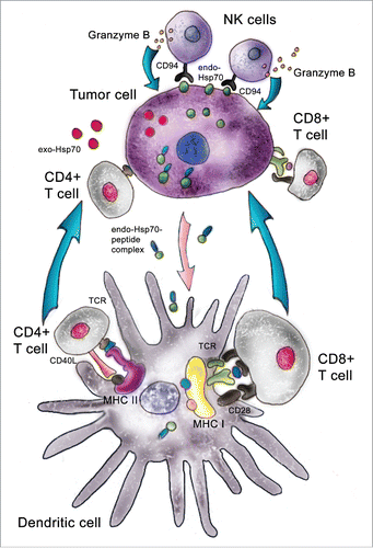 Figure 2. Pathways used by intratumorally delivered Hsp70. Pure Hsp70 penetrates inside a tumor cell and withdraws its intracellular analog to the outer membrane; this surface-attached Hsp70 is targeted by cytotoxic lymphocytes, NK cells. Exogenous Hsp70 occurring inside a tumor cell pulls out its endogenous counterpart, which transfers tumor antigens to dendritic cells, which present these in complex with MHC class I or class II antigens. Using different receptor structures, mature DCs activate CD8+ and CD4+ lymphocytes and trigger this specific cytotoxic effect.