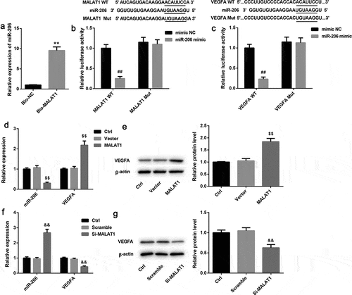 Figure 4. Effects of MALAT1 overexpression and silencing on expression of miR-206 and VEGFA