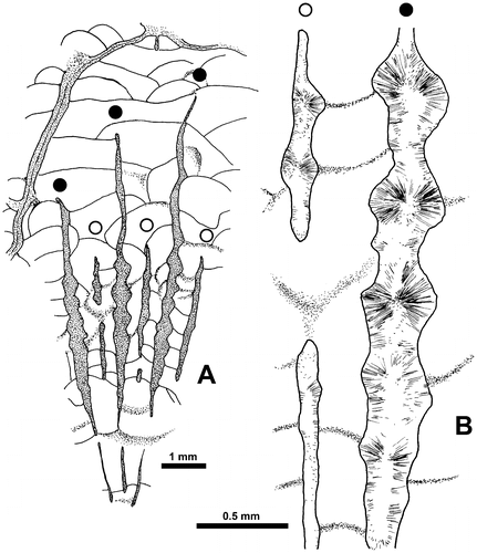 Figure 13. Wapitiphyllum sp. Part of a transverse section in a corallite. A. Outline of some knobbly carinate and discontinuous major and minor septa. B. Enlarged view of two septa showing trabeculae in transverse section. LPB 19390, thin section.