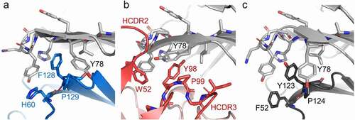 Figure 5. CD96 molecular recognition similarities at the lock-and-key interface. The (a) CD155, (b) mCD96-A, (c) and mouse CD96 dimer complexes are represented as cartoons and the residues of the ligand, mCD96-A, and opposing CD96 protomer that form the key are shown as sticks and are colored blue, red, or dark gray, respectively. The CD96 lock and Y78 residues in each of the complexes are shown as sticks and are colored light gray