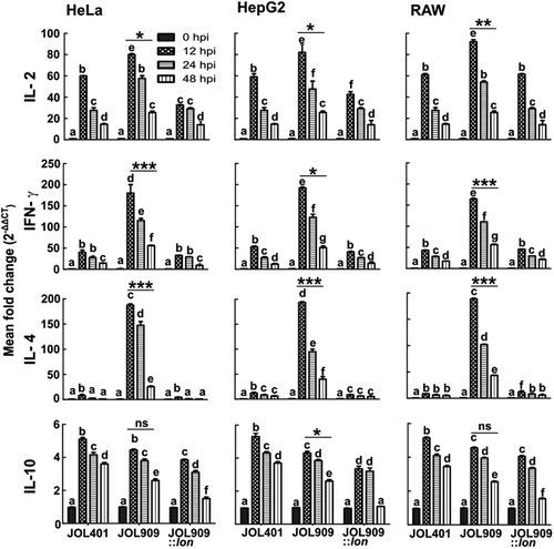 Figure 9. The kinetics of cytokine gene expression in the phagocytic and non-phagocytic epithelial cells.