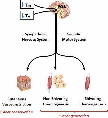 Figure 1. Regulation of physiological thermoeffector responses to cold exposure. Decreases in mean skin temperature and core temperature are sensed by peripheral (skin) and central thermoreceptors. Cutaneous and central afferent signals are integrated in the preoptic area of the hypothalamus, which elicits insulative (heat-conserving) and metabolic (heat-generating) thermoeffector responses. Sympathetic signals descending from the pre-optic area mediate cutaneous vasoconstriction and non-shivering thermogenesis, while descending somatomotor signals activate shivering thermogenesis. POA, preoptic area; Tc, core temperature; Tsk, skin temperature.