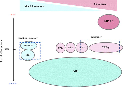 Figure 1. Schematic subcategorization of patients with different myositis-specific autoantibodies (MSAs). Because IIM patients with different MSAs have common clinical characteristics, each MSA-positive patient can be determined to be a subset of IIM. The horizontal axis shows the spectrum of skin disease and muscle involvement, and the vertical axis shows the acute or chronic type of ILD.