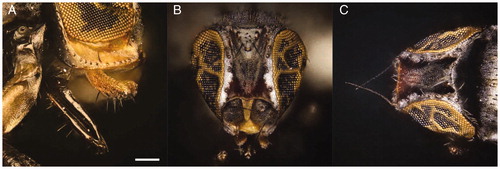 Figure 4. Leptometopa latipes adults head details. Female oral region (A), male bristles (B) and male antennae (C) (scale bar 100 µm).