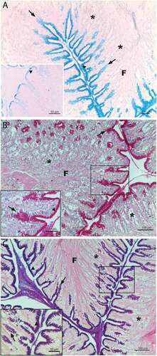 Figure 3. Rainbow trout fundic portion of stomach. AB staining pH 2.5 (a) show reactive binding sites at epithelial lining, cell coat and gastric pit level. The same treatment at pH 1 strongly decrease the reaction response, above all as epithelial supranuclear region and gastric pits regards (down left corner). PAS staining (b) evidence very strong response by epithelium and gastric pits; down left corner is the enlargement of the box in the photo. AB/PAS staining (c) show that epithelial cells are prevalently AB positive at both cell coat and cytoplasm level, while gastric pits show a prevalently PAS positivity to the histochemical treatment; down left corner is the enlargement of the box in the photo. Epithelial lining (▲), gastric pit (↑), gastric glands (*), F = folds