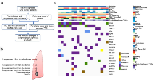 Figure 1. The workflow and mutational landscape. a: Schematic representation of experiment design. b: Tissue samples from a total of 6 regions were analyzed for TCR repertoire metrics across n = 20 NSCLC patients. c: Heatmap of clinical characteristics and tumor mutational data of top 20 mutated genes across (n = 19) patients.