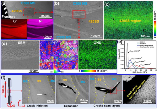 Figure 5. Microstructural and fracture mechanism analysis on the fractured FGM-1 sample after the tensile test. (a) SEM and EDS maps showing the EBSD measurement region. (b) SEM image showing the SS and MS regions, (c) GND map, (d) a close-up EBSD analysis on interface as circled in (b), (e) GND density distributions of the FGM-1 before and after tensile tests, and (f) schematics showing the fracture processes.