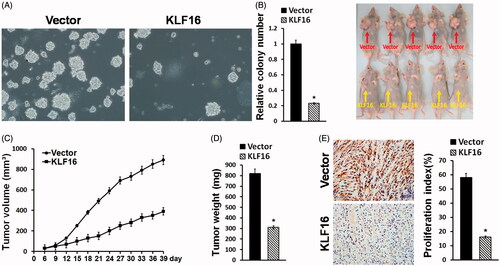 Figure 4. KLF16 overexpression inhibits glioma cell tumourigenicity. (A) Representative micrographs and quantification of colonies produced in an anchorage independent growth assay. Colonies larger than 0.05 mm in diameter were scored. Scale bars: 50 μm. (B) A xenograft model in nude mice. The indicated cells were injected into the dorsal flank of the mice. Tumour-bearing mice were euthanized and imaged on day 40. (C) Tumour volumes were measured on the indicated days. (D) Mean tumour weights. (E) Proliferation index was determined by counting the proportion of Ki67-positive cells. *p < .05.