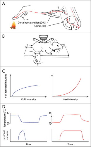 Figure 1. (A) Anatomy of the thermosensory pathway in the spinal cord and periphery. Ambient temperature is first detected by the free nerve endings of primary sensory neurons in the skin. These neurons, whose cell bodies are located in the dorsal root ganglia (DRG), relay information to the dorsal horn of the spinal cord, where thermal information is further processed before being sent to the brain. (B) A schematic illustrating the spinal cord imaging preparation, modified from CitationRef. 4. After a dorsal laminectomy, the lumbar vertebrae of an anesthetized mouse were stabilized using a pair of spinal clamps. The exposed spinal cord was loaded with a fluorescent calcium indicator, allowing in vivo optical recording of neuronal activity. The hind limb was superfused with water, the temperature of which could be precisely controlled. (C) The different temperature intensity-response relationships in the cold (left) and heat (right) ranges. (D) The different kinetics of cold and heat responses. Neuronal response to cold (bottom) correlates with the change of temperature (top), whereas response to heat correlates with the absolute temperature.