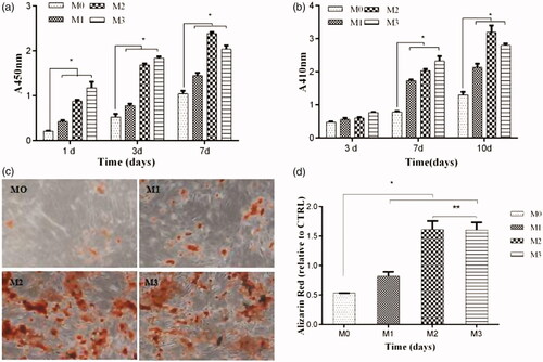 Figure 3. CCK-8 assay after 1, 3, and 7 days (a); ALP activity after 3, 7, and 10 days (b); ARS stains after 21 days (c); and the corresponding optical density of the dye solutions (d) of Ng-microspheres. M0: blank microspheres, M1: naringin (2%)-loaded microspheres, M2: naringin (4%)-loaded microspheres, and M3: naringin (6%)-loaded microspheres. The results represent the average ± SD, *p < .05, **p > .05; n = 3.