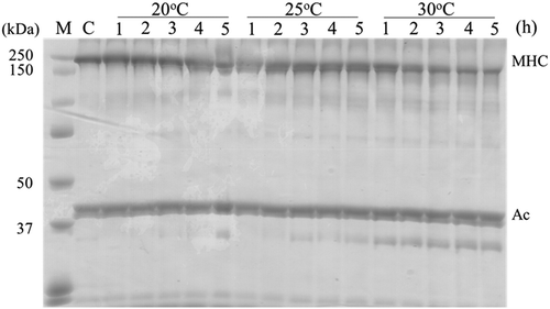 Figure 2. SDS-PAGE patterns of KA-grade threadfin bream during suwari setting at 20°C, 25°C, and 30°C.M: molecular weight marker; C: control; MHC: myosin heavy chain; Ac: actin; C: Heating time of 0; 1–5: The heating times were 1, 2, 3, 4, and 5 h, respectively.Figura 2. Patrones SDS-PAGE de Baga tolu de calidad KA durante la solidificación suwari a temperaturas de 20, 25 y 30°C.M: Marcador de peso molecular; C: Control; MHC: cadena pesada de miosina; Ac: actina.C. Tiempo de calentamiento de 0 1–5. Los tiempos de calentamiento fueron 1, 2, 3, 4 y 5 h, respectivamente.