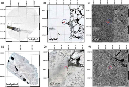 Figure 6. (a and d) Mosaics derived from UAV images, (b and e) mosaics derived from helicopter-borne images, and (c and f) TSX and TDX HH-polarized backscattering coefficient images corresponding to the areas of the helicopter-borne mosaics. The upper and lower images were acquired for the 2017 and 2018 sea ice campaigns, respectively. The red and blue polygons in (b), (c), (e), and (f) correspond to the areas of 3D laser scanning experiments and UAV imaging, respectively.