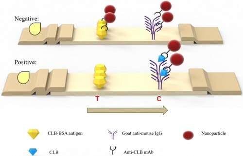 Scheme 1. Schematic of CLB detection using ICAs. The ICAs used in the study were based on indirect competitive immunoassay principle.