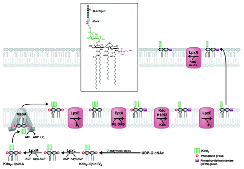 Figure 3. Modification of H. pylori lipid A generates its unique structure. Kdo2-lipid A is flipped to the periplasmic leaflet of the inner membrane by the conserved ABC-transporter MsbA. The 1-phosphate group is removed by LpxE (Hp0021), and a phosphorylethanolamine (pEtN) group is added in its place by EptA (Hp0022). The latter activity generates diacylglycerol (DAG), as phosphatidylethanolamine (PE) is likely the donor molecule for the pEtN group. Next, a two-protein Kdo-hydrolase complex, Kdo H1/H2 (encoded by hp0579 and hp0580), removes the terminal Kdo group. The last modification to occur before transport across the periplasm is the removal of the 4′-phosphate group by LpxF (Hp1580). Finally, the outer-membrane β-barrel LpxR (Hp0694) catalyzes removal of the 3′-linked acyl chains, generating the final lipid A structure in the outer membrane of H. pylori (inset). The core oligosaccharide and O-antigen chain with fucose additions are only shown in the inset for simplicity.