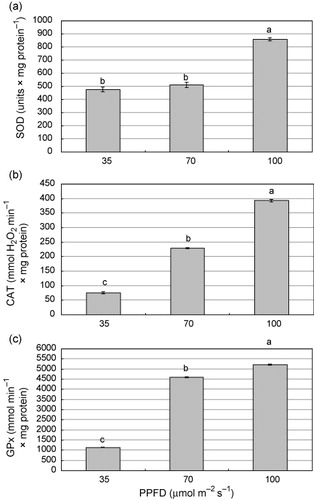 Figure 2. Activity of antioxidant enzymes in Saintpaulia ionantha H. Wendl. as affected by three light intensities (35, 70, and 100 µmol m−2 s−1) 4 weeks after acclimatization. (a) Superoxide dismutase (SOD); (b) Catalase (CAT); (c) Glutathione peroxidase (GPx).Note: Values are means ± standard error (n = 3). Different letters above bars indicate significant differences between means (Duncan’s multiple range test; P < 0.05).
