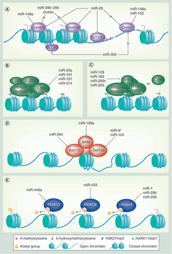 Figure 2. Epigenetic regulators that are targeted by miRNAs. (A) miRNAs that directly or indirectly regulate targets in the DNA methylation/demethylation pathways. (B–E) miRNAs that target a catalytic subunit of (B) PCR2, (C) PCR1, (D) SWI/SNF complex subunits and (E) histone deacetylases.
