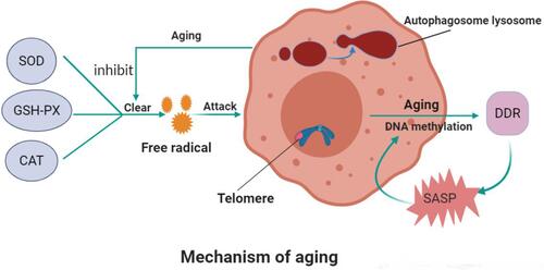 Figure 1 Mechanism of aging.