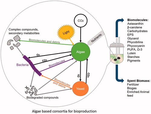 Figure 3. Representation of a microalgae-based consortium for biotechnological applications. A photo-illuminated bioreactor for culturing an artificially created synergistic consortium between algae, yeast and bacteria within a small-scale reactor is represented. The microalgae take up carbon dioxide and produce oxygen (through photosynthesis) that is, consumed by the aerobic bacteria and yeast, which in turn supply carbon dioxide (through respiration) to be consumed by the algae. Cell secretions and degradation will release biomolecules (vitamins, proteins, carbohydrates, nucleic acids and secondary metabolites) into the growth media. The bacteria will break these materials into simpler compounds to be consumed by all members of the consortium.